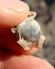 Pleurodema nebulosum