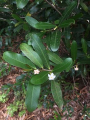 Mascarenhasia