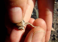 Pleurodema nebulosum