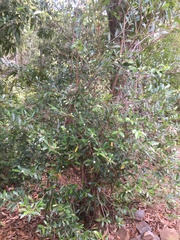 Mascarenhasia