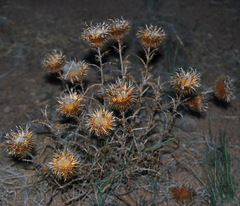 Ancathia igniaria