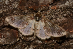 Lepidoptera