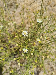 Gutierrezia gilliesii