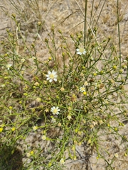 Gutierrezia gilliesii
