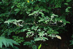 Strobilanthes heyneana