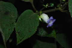Strobilanthes heyneana