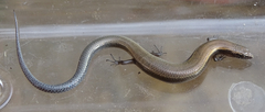 Panaspis namibiana