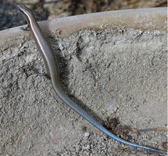 Panaspis namibiana