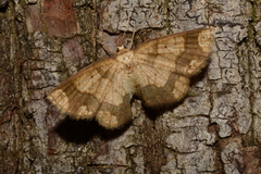 Ennominae