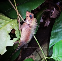 Gonocephalus liogaster