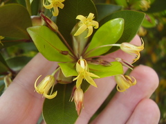 Pittosporum roimata