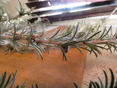 Aspalathus eustonbrownii