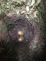 Chamaetylas choloensis