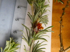 Aspalathus eustonbrownii