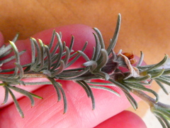 Aspalathus eustonbrownii