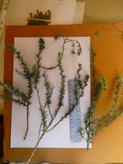 Aspalathus eustonbrownii