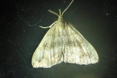 Phalaenostola eumelusalis