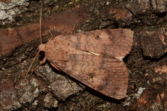 Noctuoidea