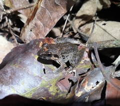 Limnonectes paramacrodon
