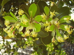 Pittosporum roimata