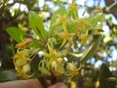 Pittosporum roimata