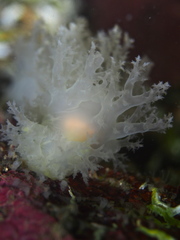 Dendronotus