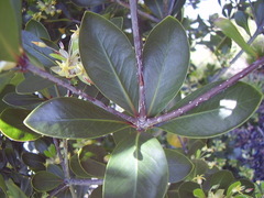 Pittosporum roimata