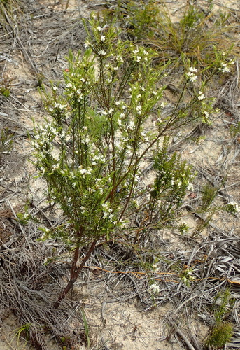Image of Lachnaea diosmoides by (c) Nicola van Berkel, some rights reserved (CC BY-SA)
