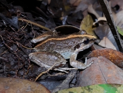 Limnonectes macrodon