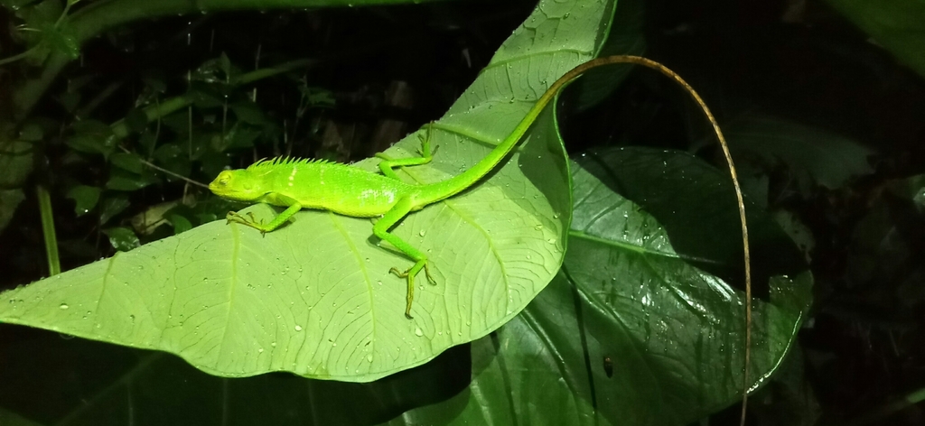 Great Crested Canopy Lizard from Jaraksari on November 28, 2020 at 08: ...