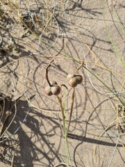 Zephyranthes jamesonii