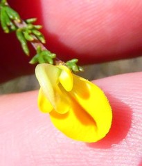 Aspalathus acuminata acuminata