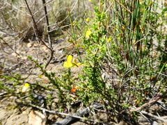 Aspalathus acuminata acuminata