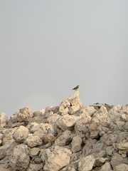 Oenanthe chrysopygia