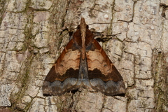 Erebidae