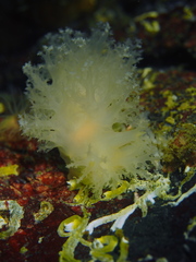 Dendronotus lacteus