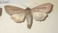 Nonagria typhae
