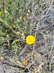 Hysterionica jasionoides