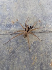 Pardosa pseudoannulata