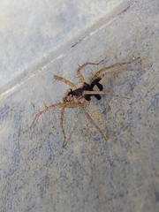 Pardosa pseudoannulata