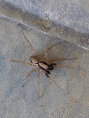 Pardosa pseudoannulata