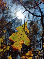 Quercus georgiana