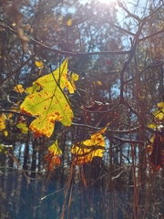 Quercus georgiana
