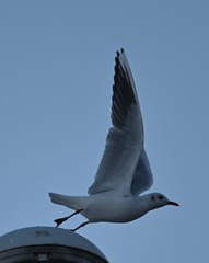 Chroicocephalus ridibundus