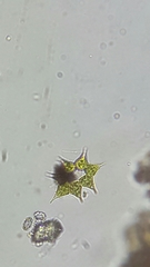 Hydrodictyaceae