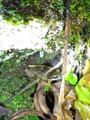 Chalcorana chalconota