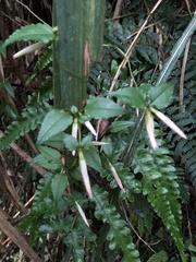 Tripterospermum luzonense