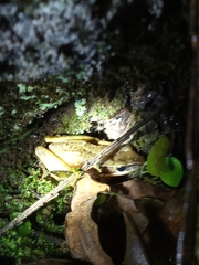 Chalcorana chalconota