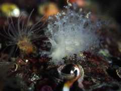 Dendronotus