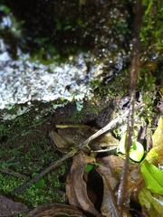 Chalcorana chalconota